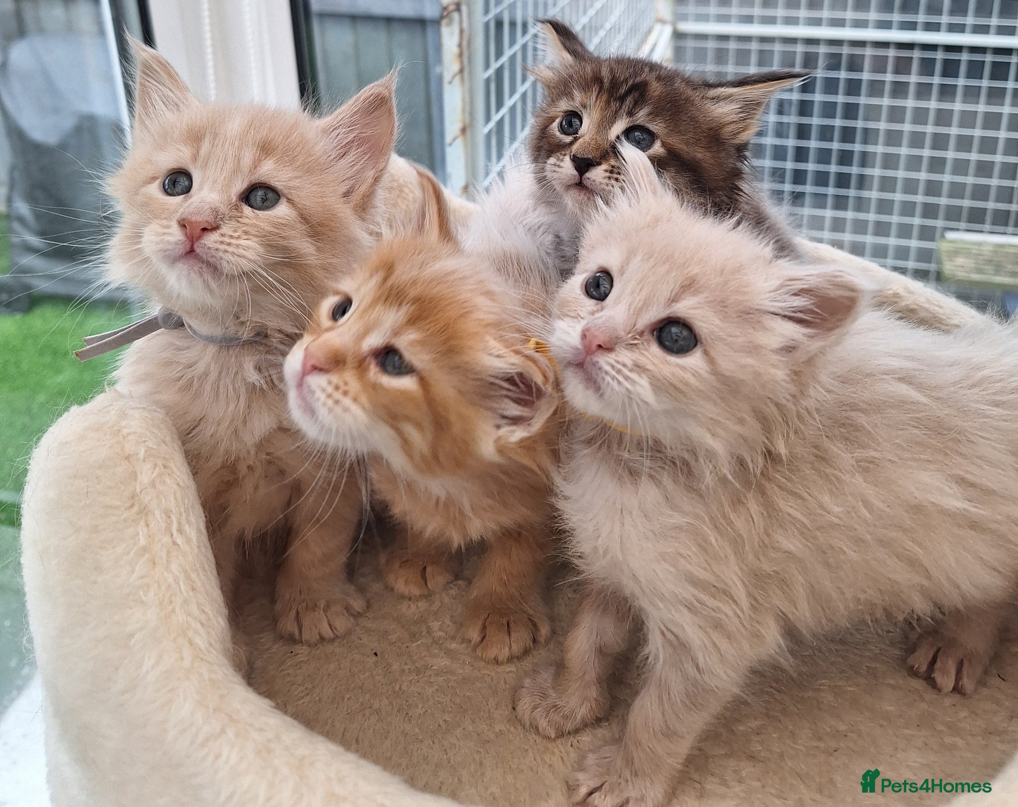 Maine Coon cats Maine Coon Kittens 😻 - Advert 1