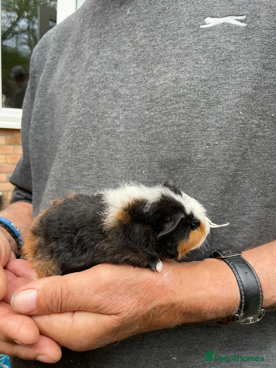 Guinea Pig rodents for sale: Pure breed Teddy Guinea Pigs - Advert 2