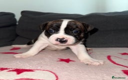 Mixed Breed dogs for sale: Staffy-Cross Puppies - Image 2