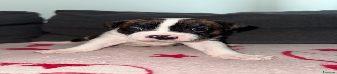 Puppy 1 