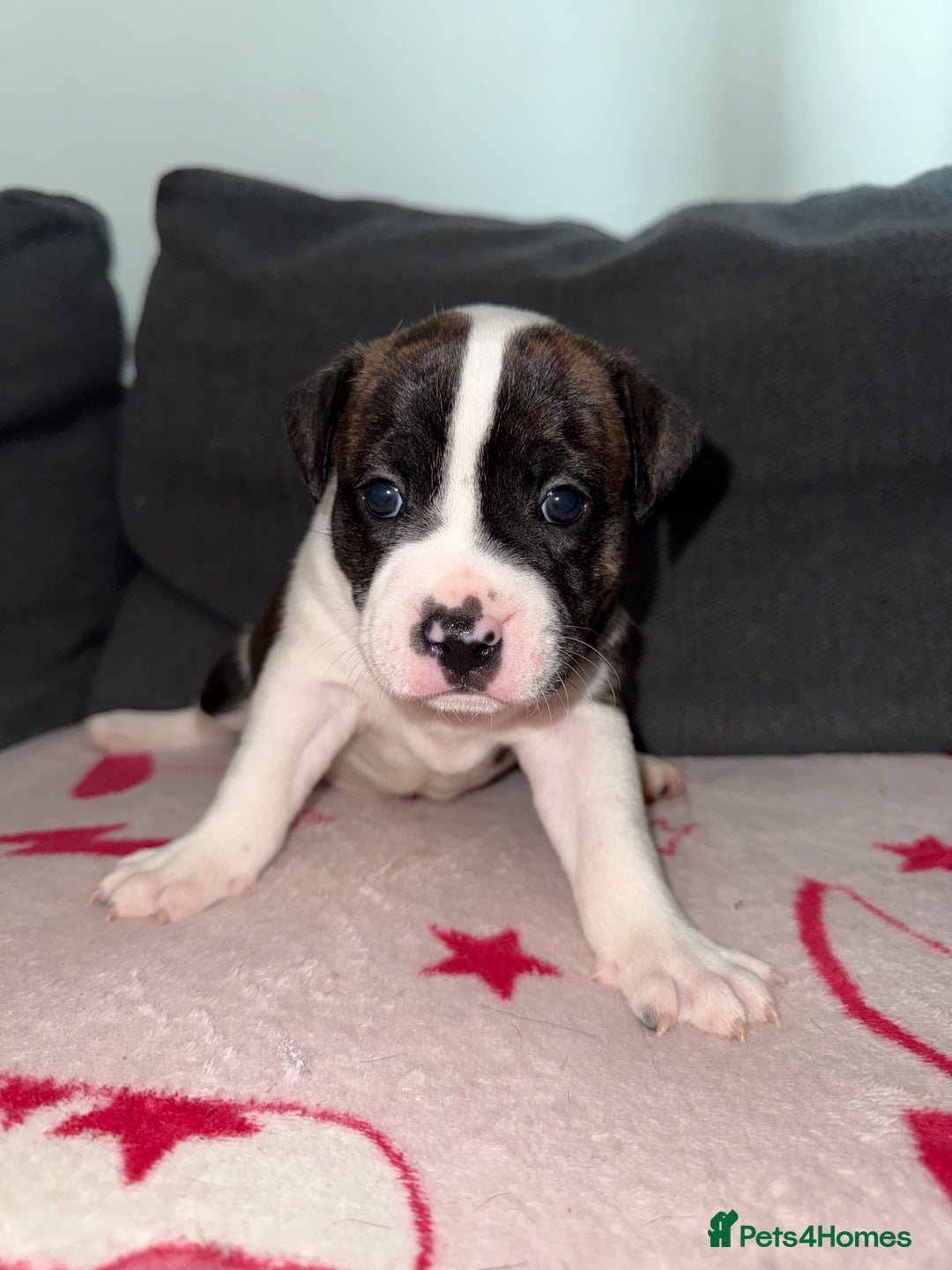 Mixed Breed dogs for sale: Staffy-Cross Puppies - Image 2