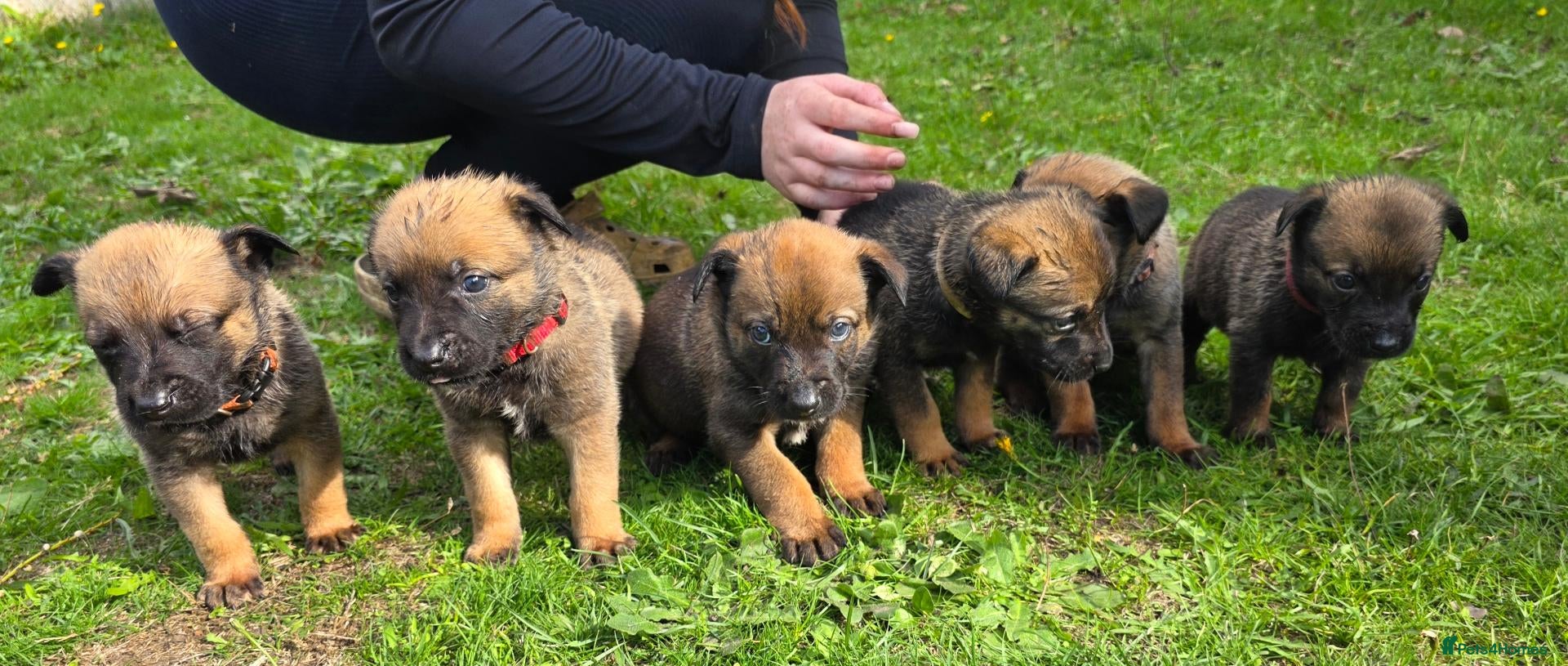 Belgian Shepherd Dog dogs 🔥🔥LAMPAK9 🇧🇪  Belgian Malinois 🔥🔥 - Advert 2