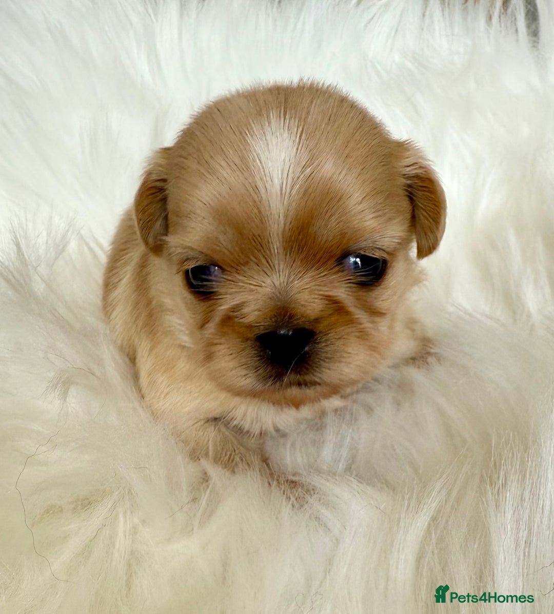 Shih Tzu dogs for sale: Stunning full Imperial Shih Tzu’s - Image 11