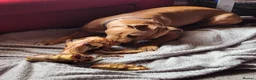 Mixed Breed dogs for sale: ***MISS LULA LEMON*** - Advert 16
