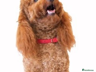 Miniature Poodle dogs Quality, Red Mini Poodle Stud, DNA Health Tests in Market Drayton - Advert 1