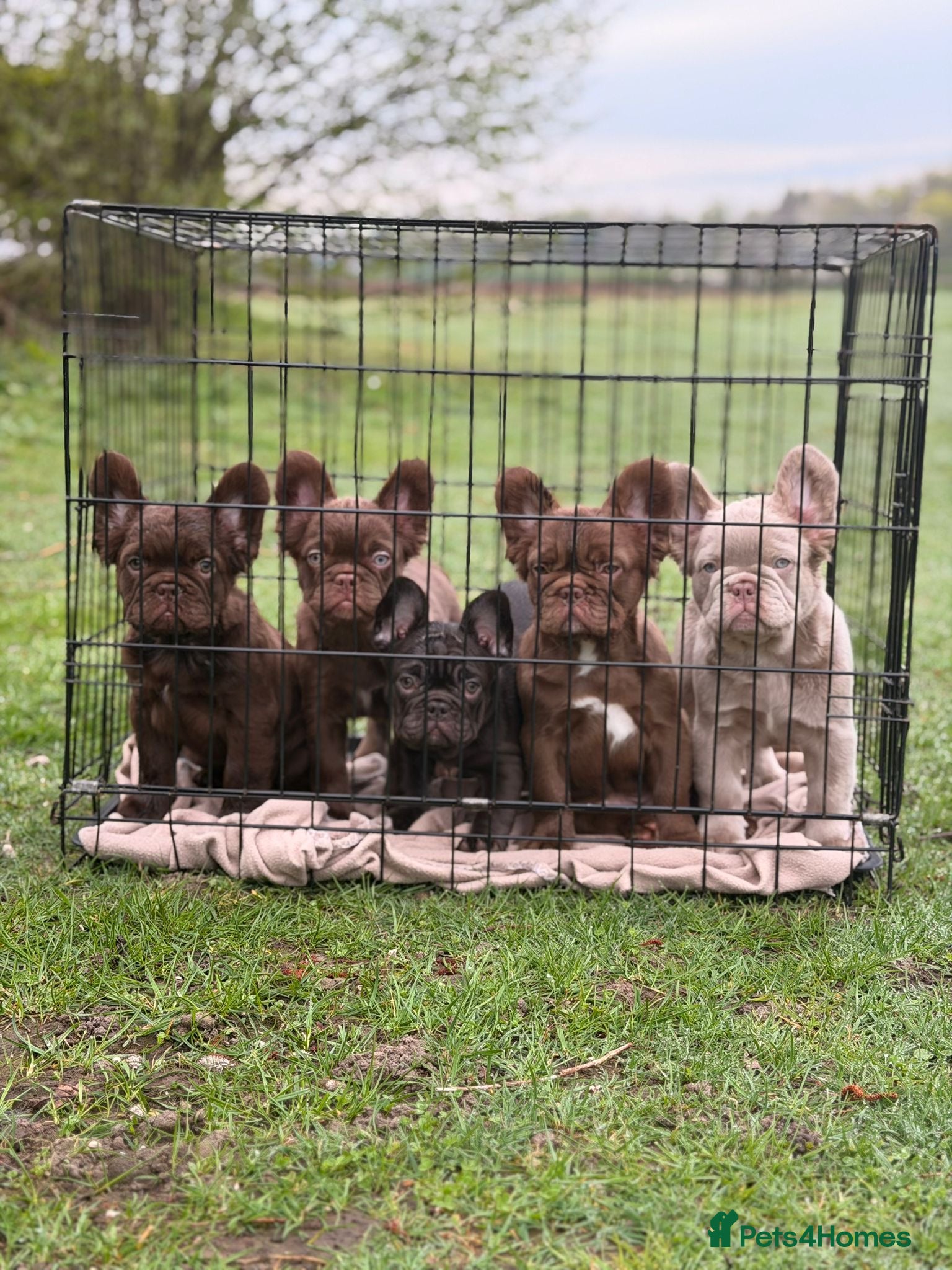 French Bulldog dogs French bulldog puppy  - Advert 17