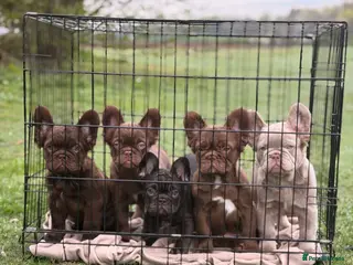 French Bulldog dogs French bulldog puppy - Advert 17