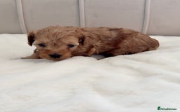 Cavapoo dogs for sale: Dream Cavapoo puppies, DNA Clear, Home Raised - Image 18