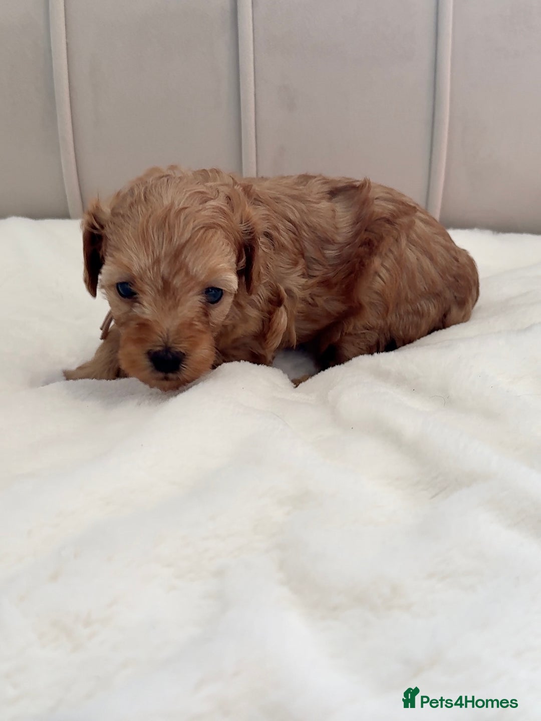 Cavapoo dogs for sale: Dream Cavapoo puppies, DNA Clear, Home Raised - Image 18