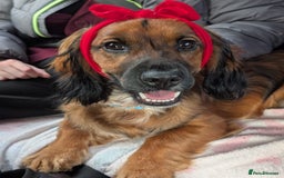 Cocker Spaniel dogs for stud: Bailey and his beautiful coloured coat - Advert 2