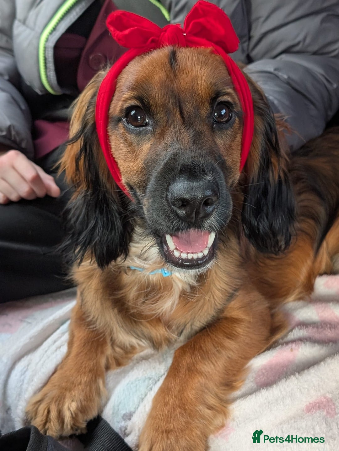 Cocker Spaniel dogs for stud: Bailey and his beautiful coloured coat - Advert 2