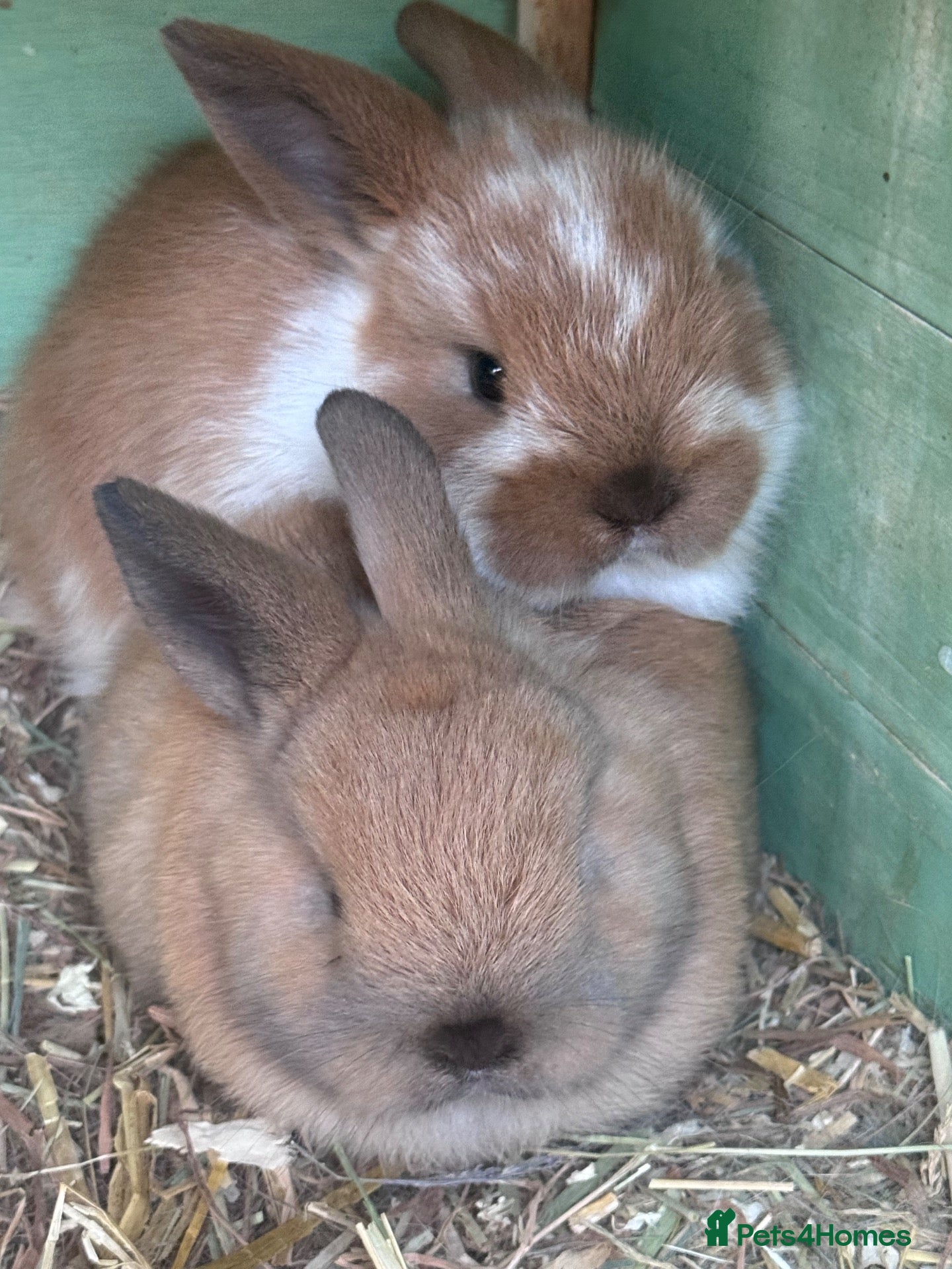 Mixed Breed rabbits Baby bunny’s  - Advert 1