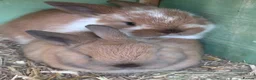 Mixed Breed rabbits for sale: Baby bunny’s  - Advert 1