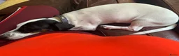 Dachshund dogs for sale: Rear white dachshund boy in Kensington  - Advert 6