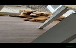 Mixed Breed dogs for sale: Tank american bull x  - Advert 7