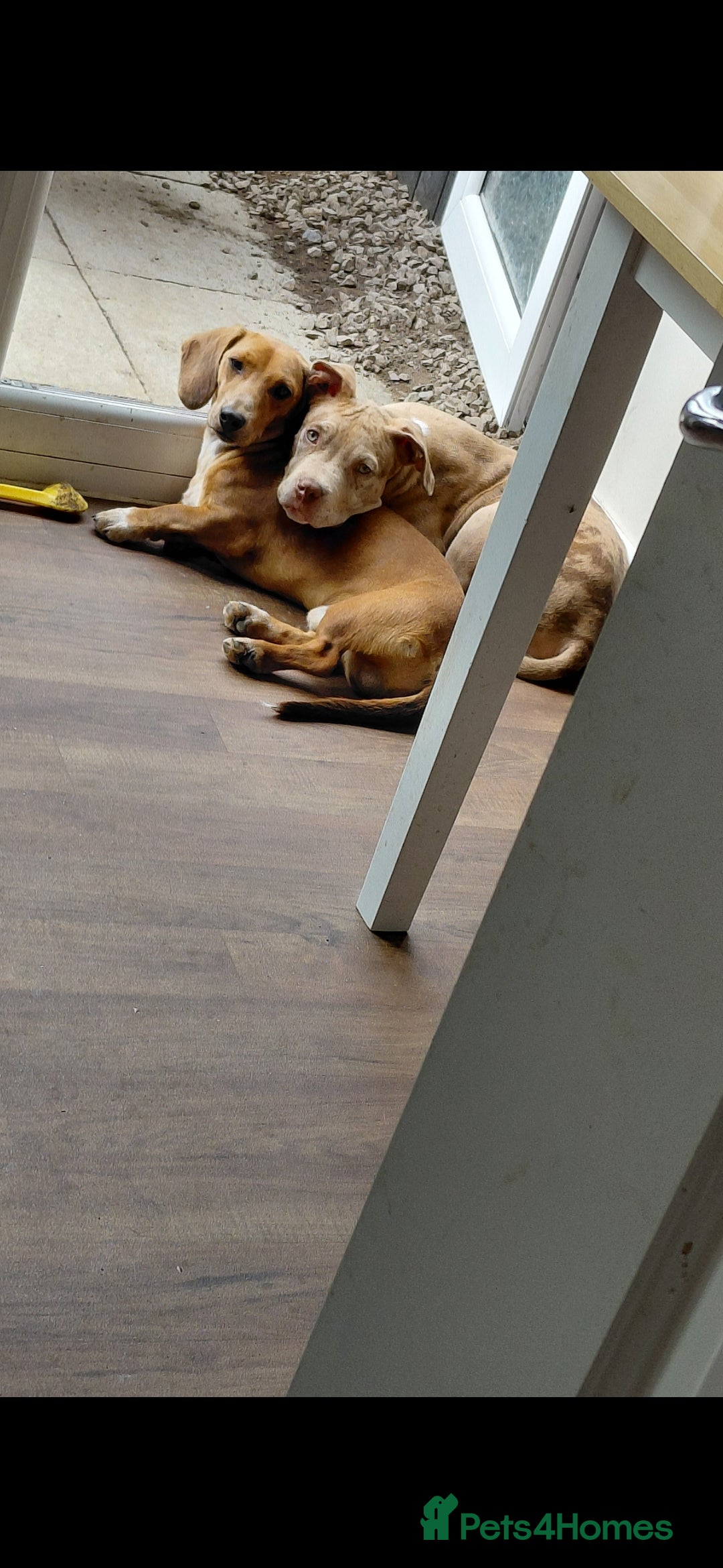 Mixed Breed dogs for sale: Tank american bull x  - Advert 7