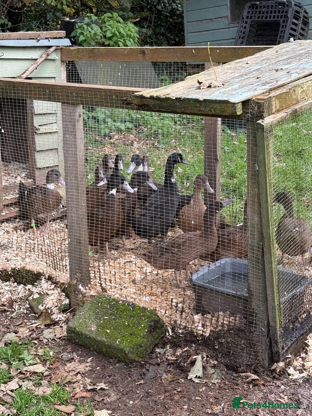 Ducks poultry for sale: Ducks for sale  - Image 4