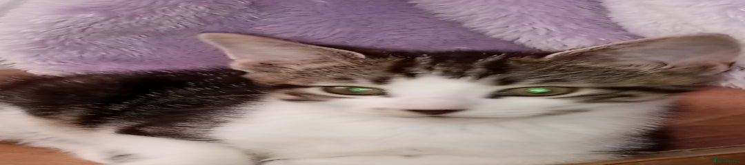 Mixed Breed Kitten 2