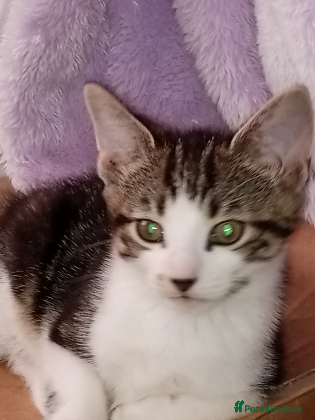Mixed Breed cats for sale: Gorgeous Kittens  - Image 4