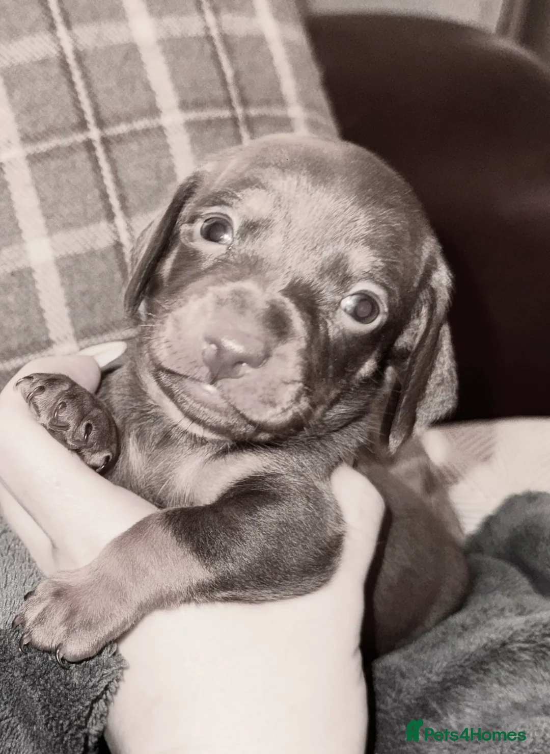 Miniature Dachshund dogs for sale: Because dachshund babies - Advert 2