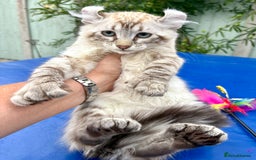 Savannah cats for sale: Breath taking rare girl - Image 18