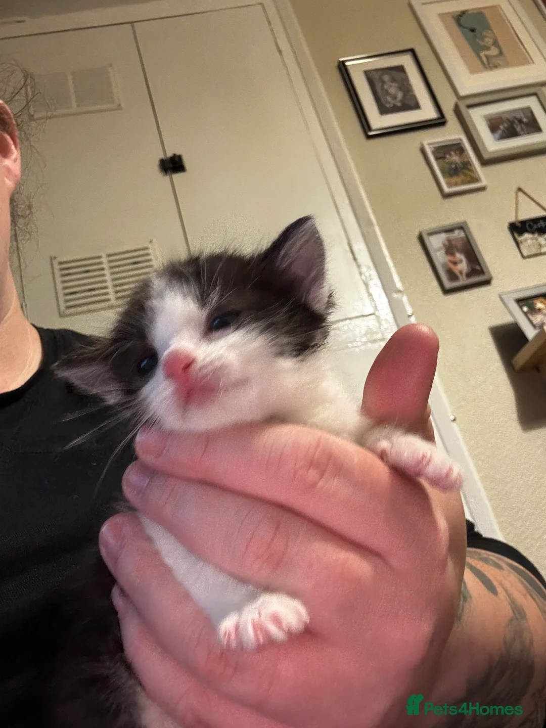 Mixed Breed cats for sale: Moggies  - Advert 2