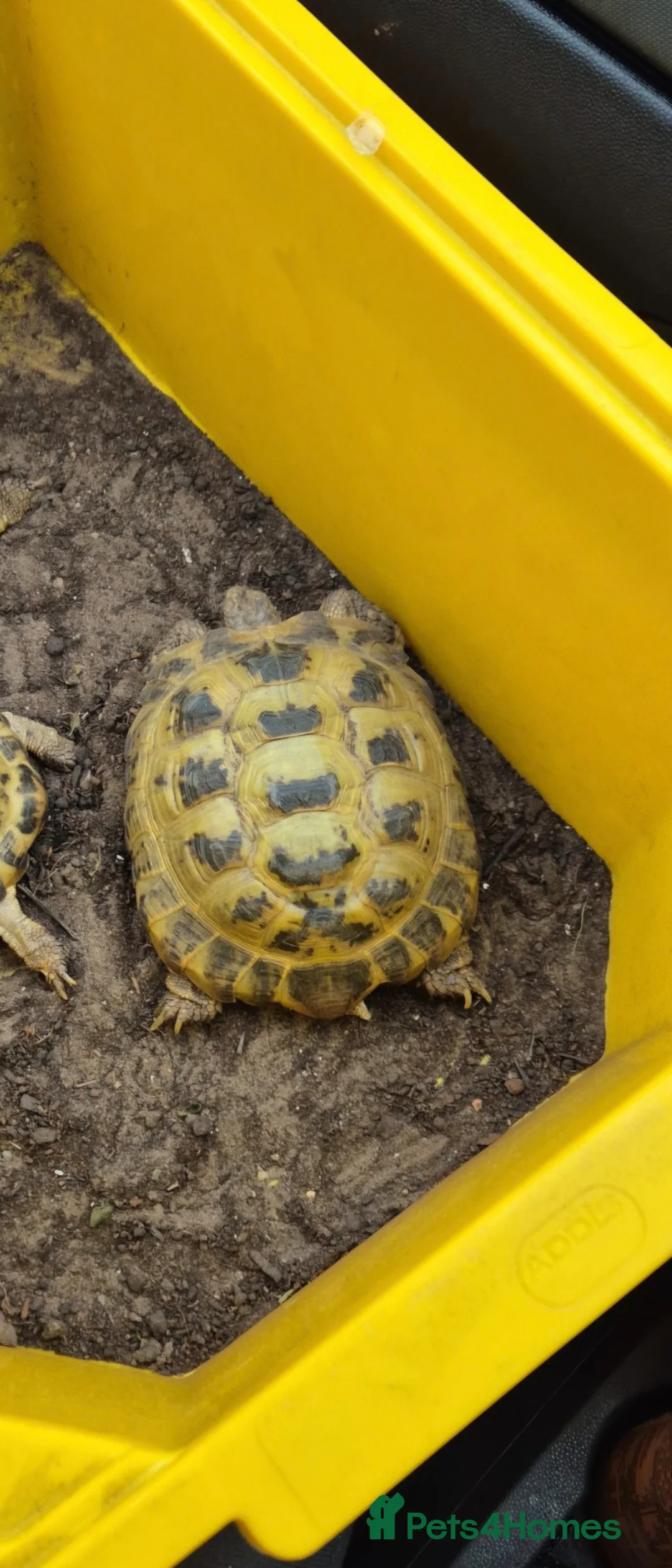 Tortoise reptiles for sale: Female Horsfield Tortoise  - Advert 3
