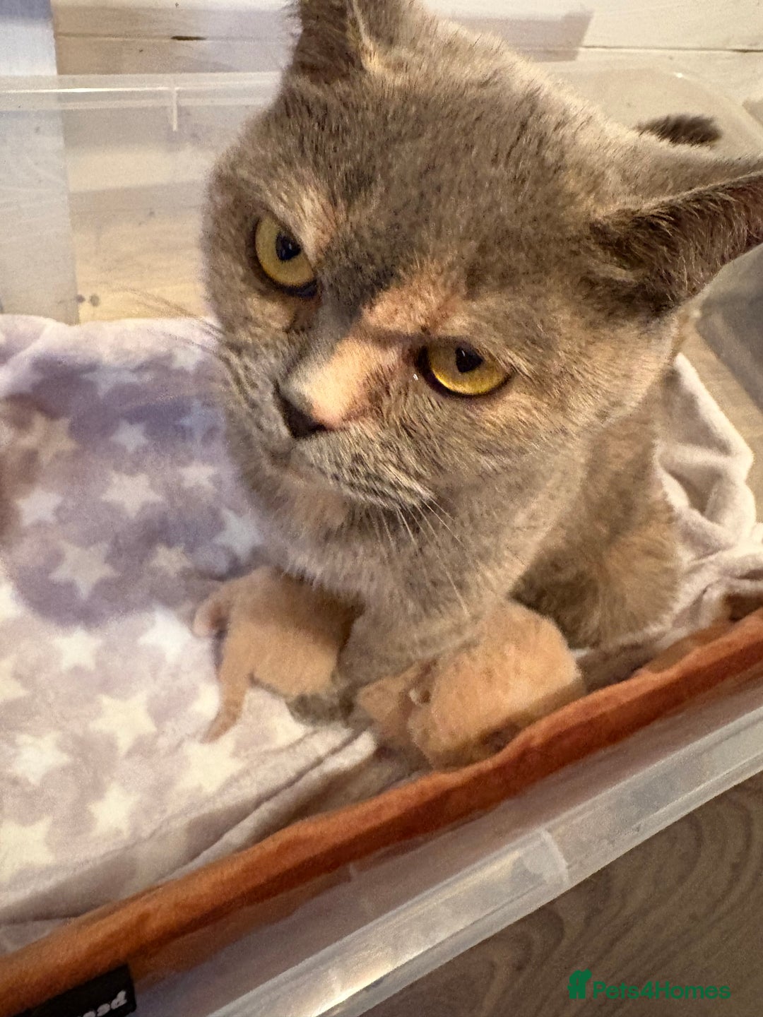 British Shorthair cats for sale: GCCF British shorthair kittens cream boys x2 - Advert 9