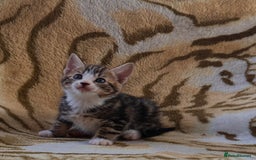 Mixed Breed cats for sale: 7 Beautiful Tabby Kitties in Greenford - Image 1