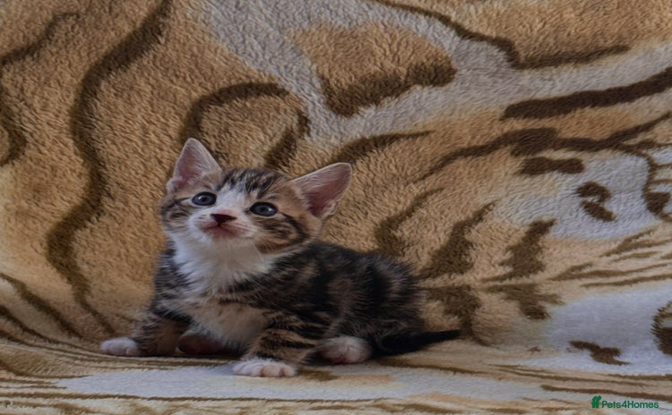 Mixed Breed cats - Advert 15