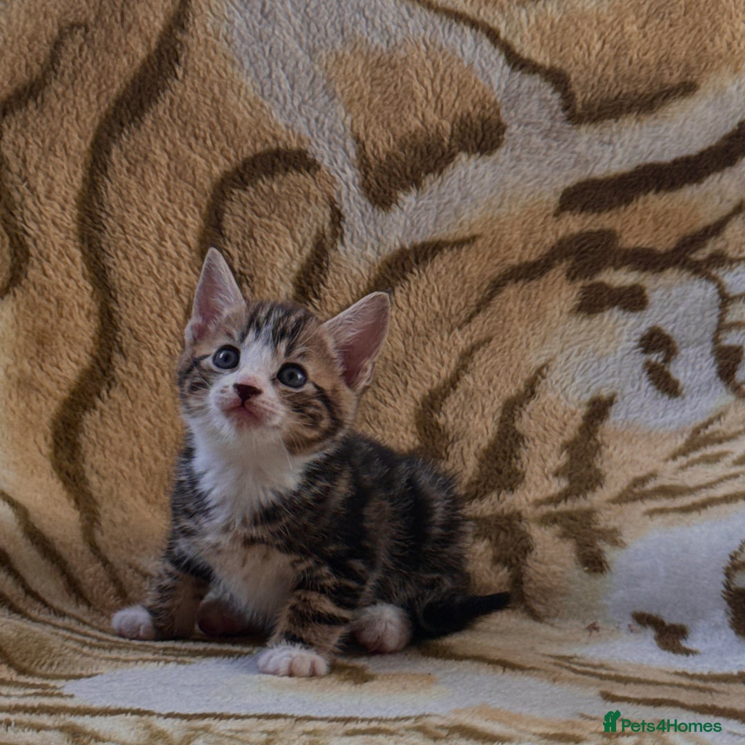Mixed Breed cats for sale: 7 Beautiful Tabby Kitties in Greenford - Image 1
