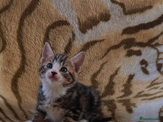 Mixed Breed cats - Advert 35