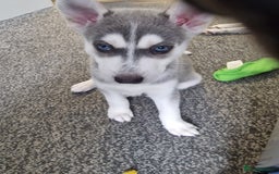 Siberian Husky dogs for sale: 4 lovely husky puppies for sale  - Image 10
