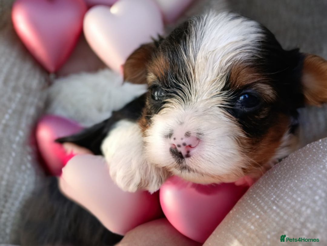 Yorkshire Terrier dogs for sale: Posh puppies😍😍 colorfull Yorkshire terrier🐶🐶🐶 - Advert 19