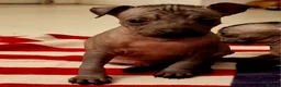 Mexican Hairless dogs for sale: 1 mini girl naked 1400 - Advert 33