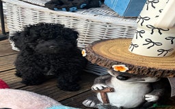 Miniature Poodle dogs for sale: Miniature poodle male - Image 2