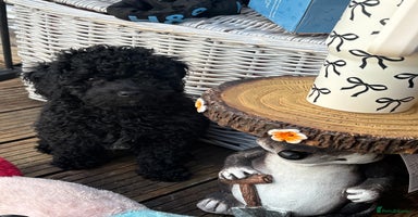 Miniature Poodle dogs - Advert 3