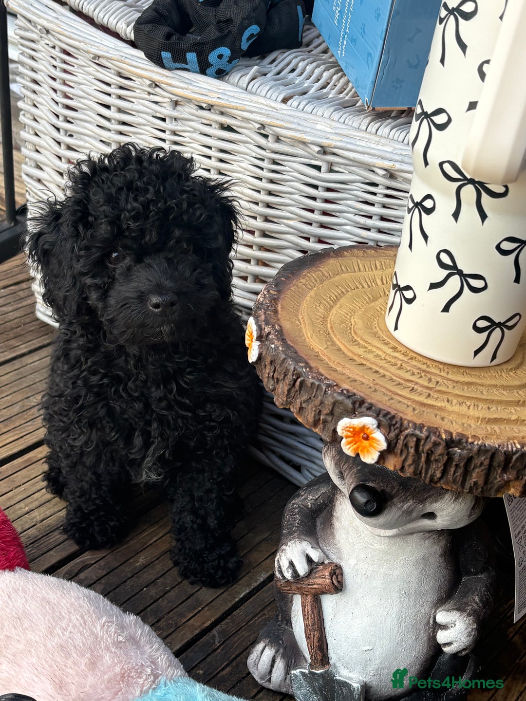 Miniature Poodle dogs for sale: Miniature poodle male - Image 2