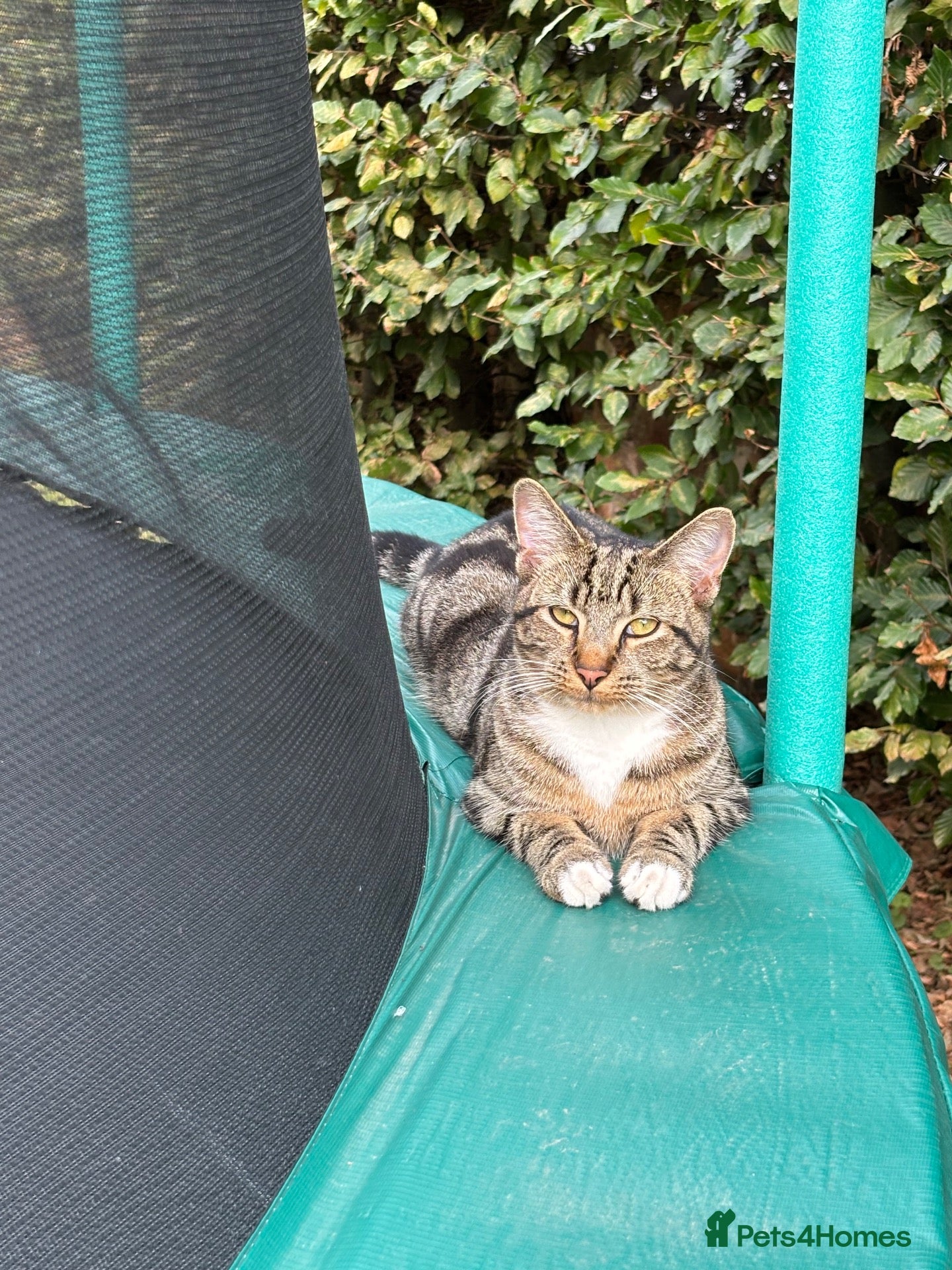 Mixed Breed cats Reggie - Advert 7