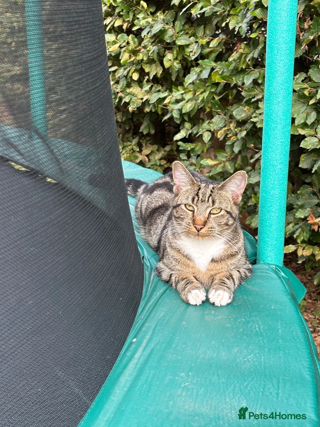 Mixed Breed cats for sale: Reggie in Birmingham - Advert 1