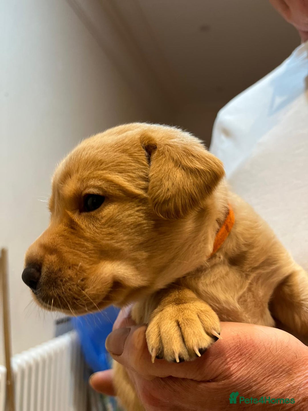 Labrador Retriever dogs for sale: Gorgeous KC reg labrador pups from champion line - Advert 3