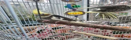 Cockatiels birds for sale: Baby cockatiels  - Advert 11