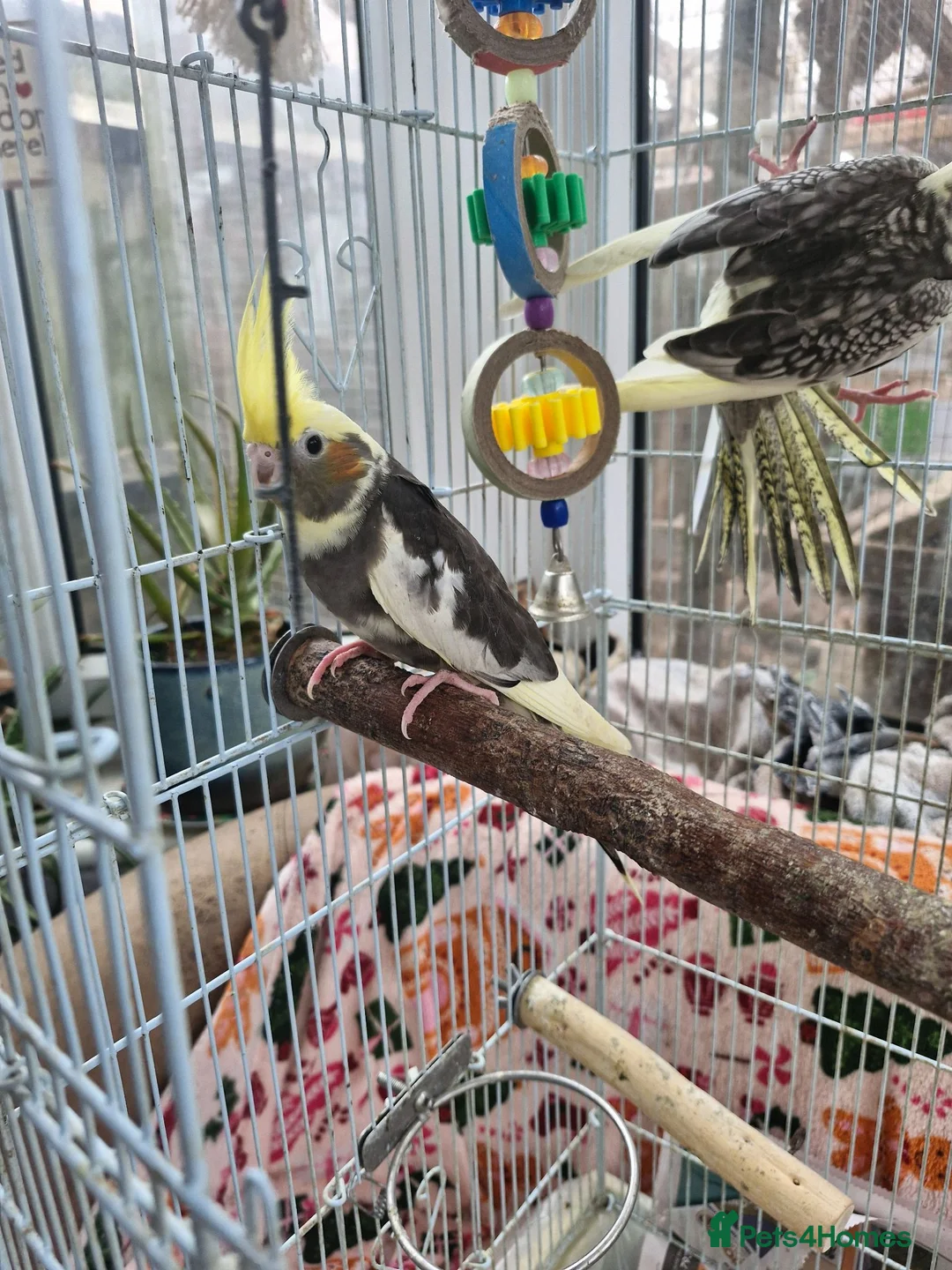 Cockatiels birds for sale: Baby cockatiels  - Advert 11