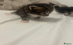 Mixed Breed cats for sale: Beautiful fluffy kittens - Image 9