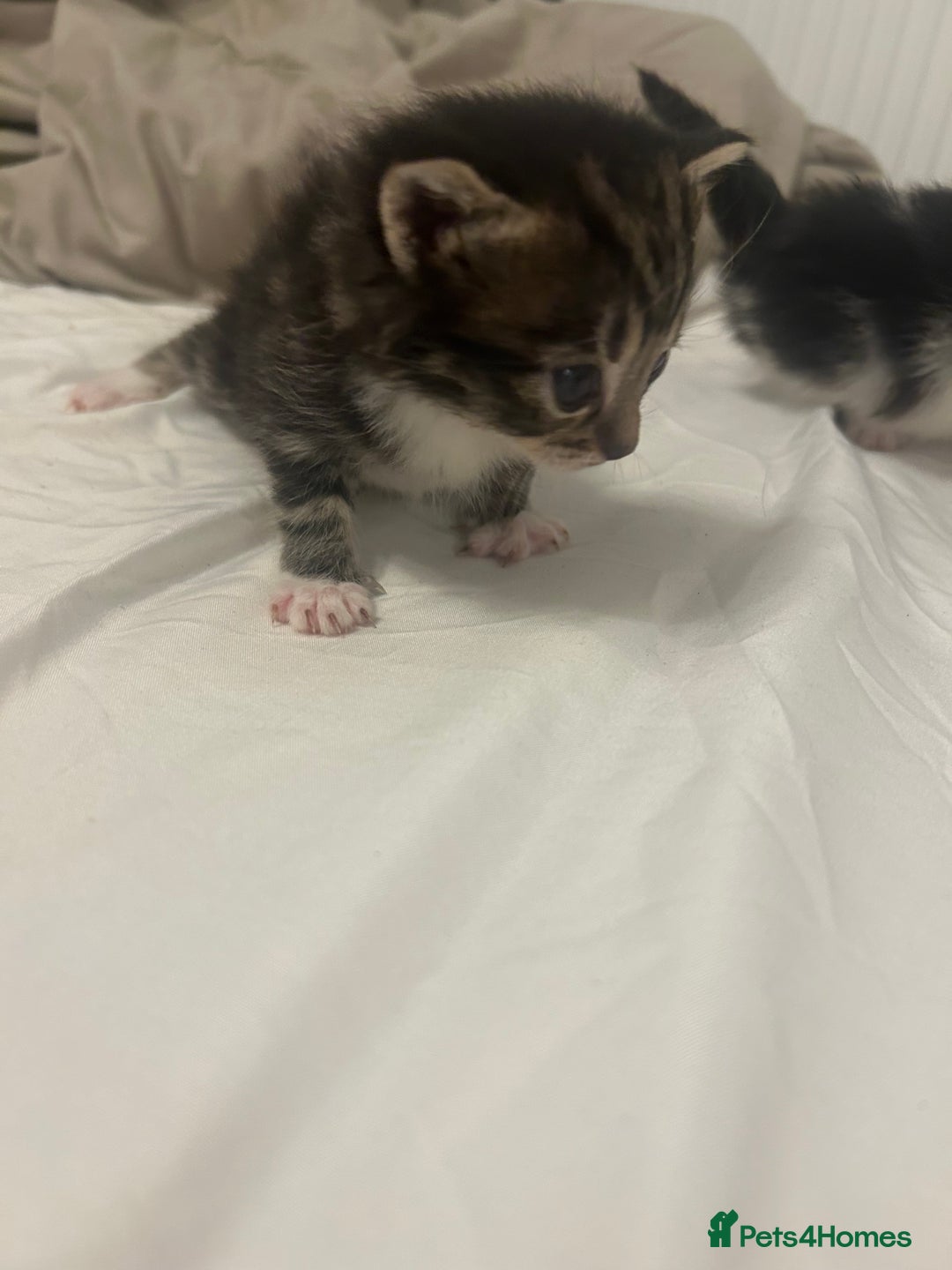 Mixed Breed cats for sale: Beautiful fluffy kittens - Image 9