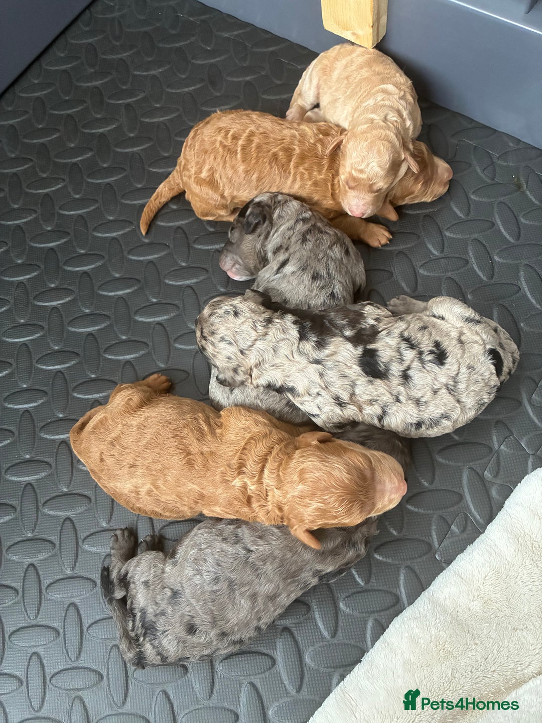 Mini Goldendoodle dogs for sale: Stunning Mini Goldendoodles - Advert 2