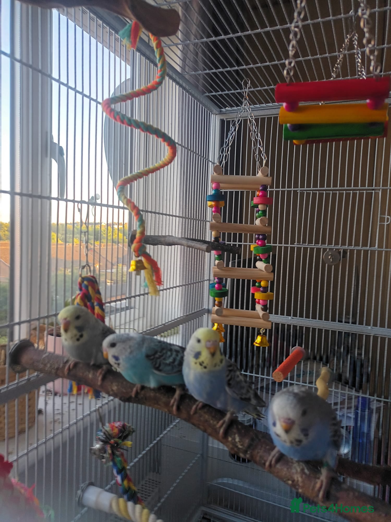 Parakeets birds Budgies - Hand Tame Babies  - Advert 22