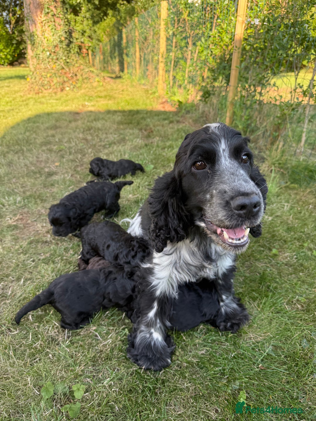 Cockapoo dogs for sale: F1 Cockapoo Puppy’s  - Image 4