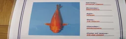 Koi Carp fish for sale: 3 Nice Japanese Bred Koi Carp - Advert 5