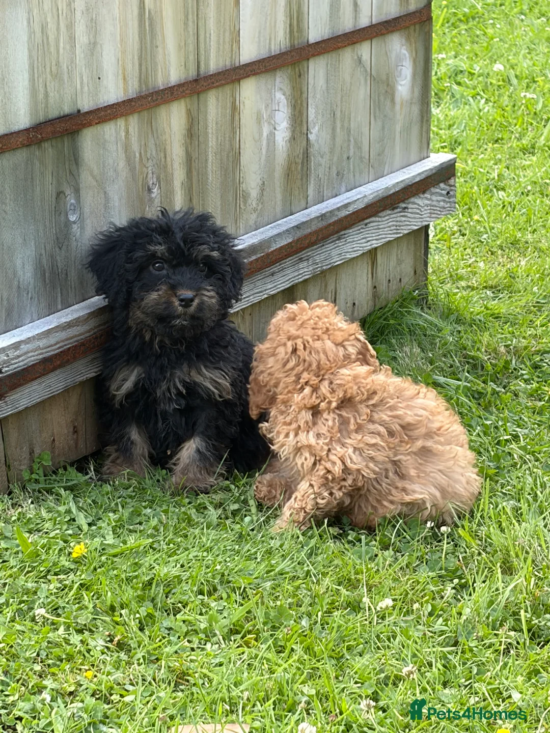 Cockapoo dogs for sale: Stunning cockapoo puppies ready now 😘❤️ - Advert 17